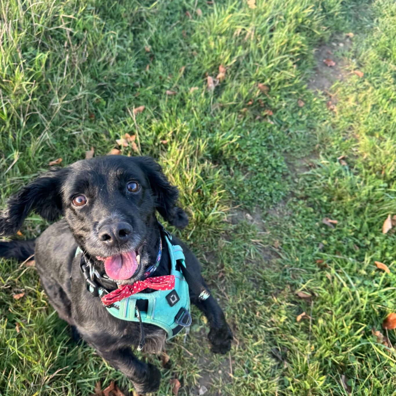 This is Daisy, in her element on a long countryside walk!